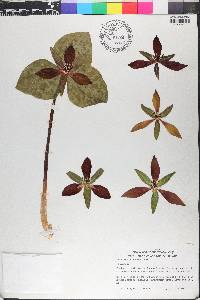 Trillium cuneatum image