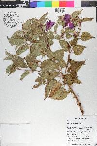 Rhynchanthera grandiflora image