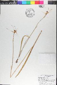 Caladenia pectinata image