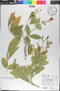 Sapindus saponaria image