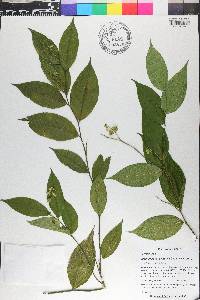 Caamembeca spectabilis image