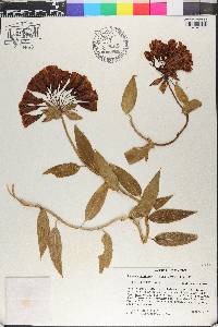 Bomarea acutifolia image