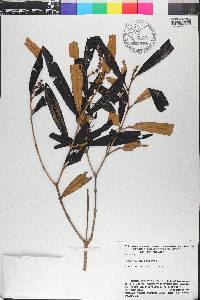 Miconia aplostachya image