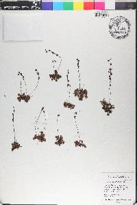 Drosera brevifolia image