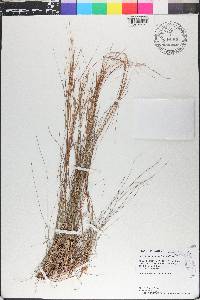 Schizachyrium gracile image
