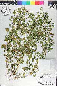 Urtica chamaedryoides image