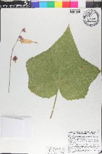 Kosteletzkya tubiflora image