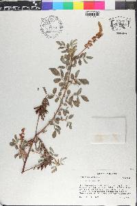 Indigofera hirsuta image
