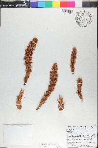 Conopholis americana image