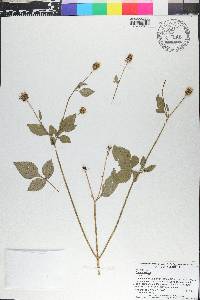 Bidens pilosa image