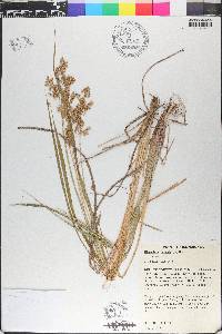 Anthoxanthum nitens image