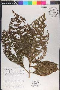 Miconia nervosa image