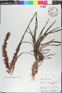 Liatris laevigata image