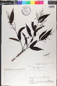 Miconia minutiflora image