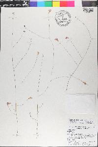 Agalinis filicaulis image