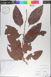 Coccoloba diversifolia image