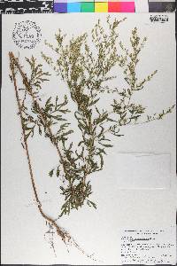 Eupatorium compositifolium image