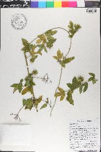 Dalechampia scandens image
