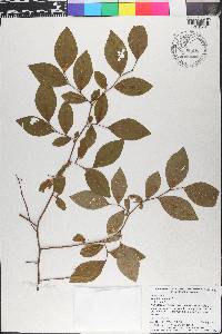 Vaccinium ashei image