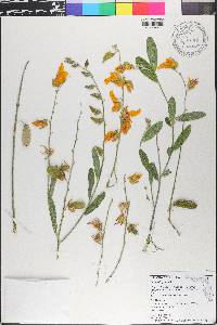 Crotalaria juncea image