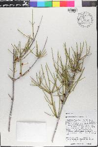 Ephedra aspera image