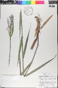 Dichanthelium scabriusculum image