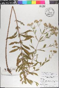 Eupatorium semiserratum image