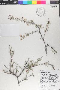 Calliandra iselyi image