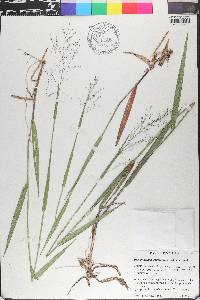 Panicum scabriusculum image