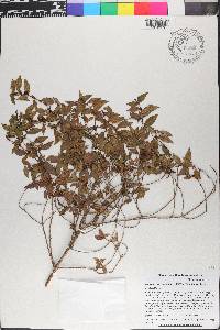 Miconia portoricensis image