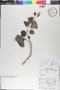 Pilea setigera image