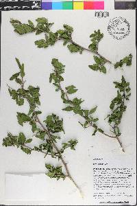 Celtis pallida image