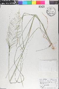 Sporobolus diandrus image