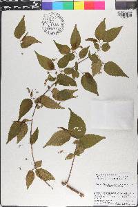 Acalypha leptopoda image