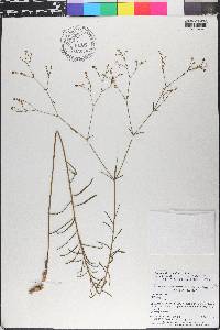 Euphorbia discoidalis image