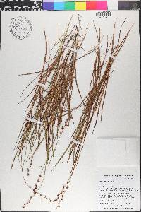 Sauvagesia erecta image