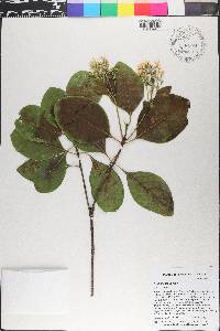 Erithalis fruticosa image