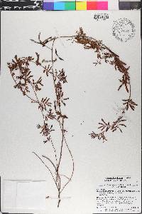 Desmanthus virgatus image