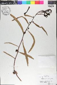 Asimina pygmaea image