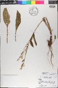 Solidago sempervirens image