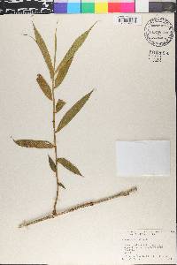 Flagellaria indica image
