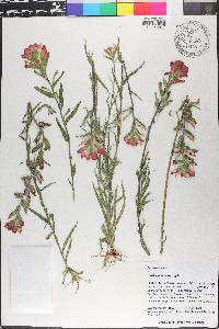 Castilleja indivisa image