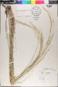 Stipa editorum image