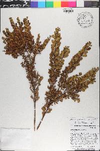 Morella picardae image