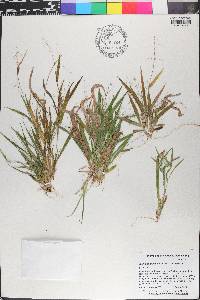 Dichanthelium laxiflorum image