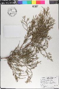 Juniperus silicicola image