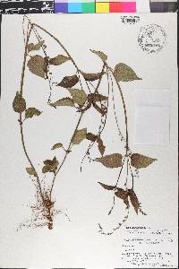 Priva lappulacea image