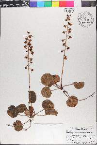 Pyrola asarifolia image