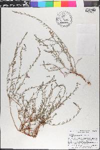 Lythrum californicum image