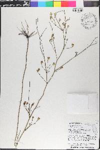 Symphyotrichum bracei image